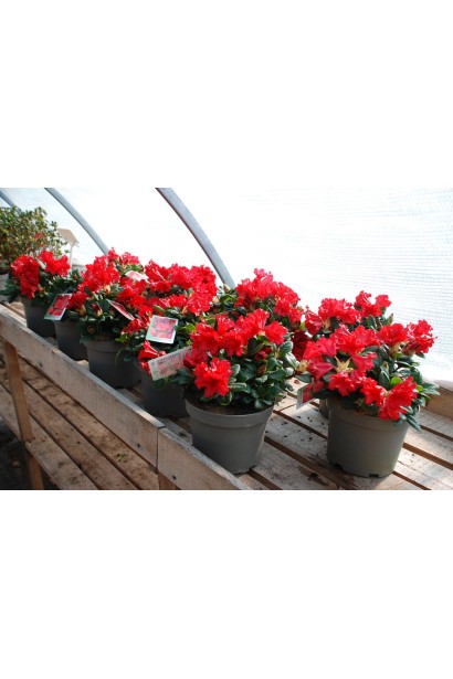 Рододендрон Скарлет Вондер  - 3-5л/вис.25-30см/Ø15-20см